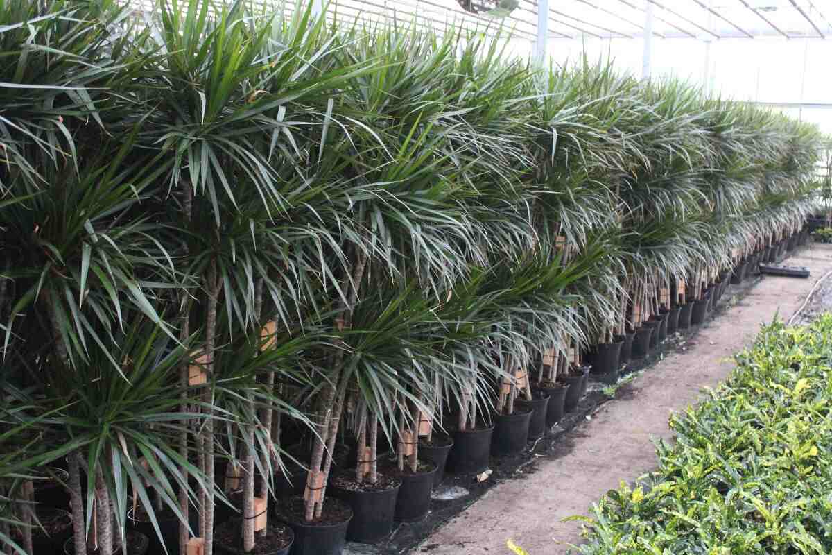 Wholesale nursery supplier secures £250,000 loan from MEIF Maven Debt Finance