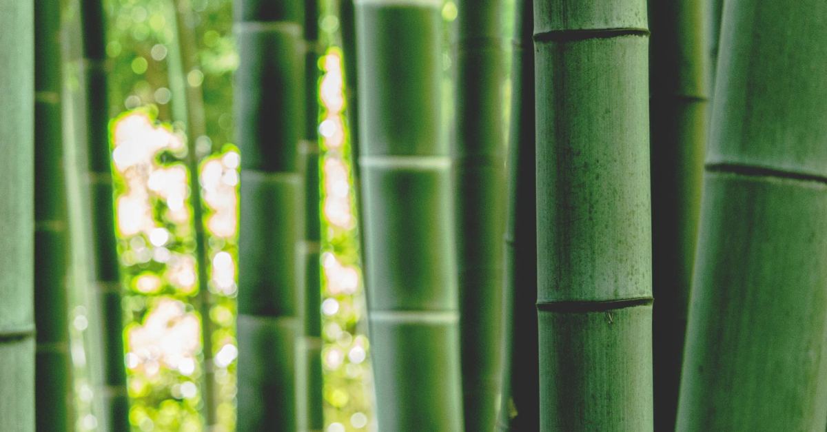 Bamboo manufacturer secures six-figure loan from MEIF Maven